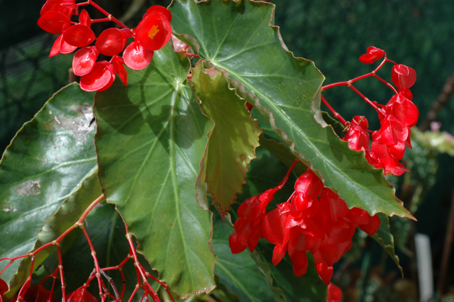 B. ‘Aozuru’